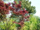 Acer palmatum "Fireglow"