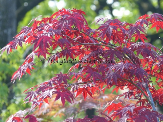 Acer palmatum "Fireglow"