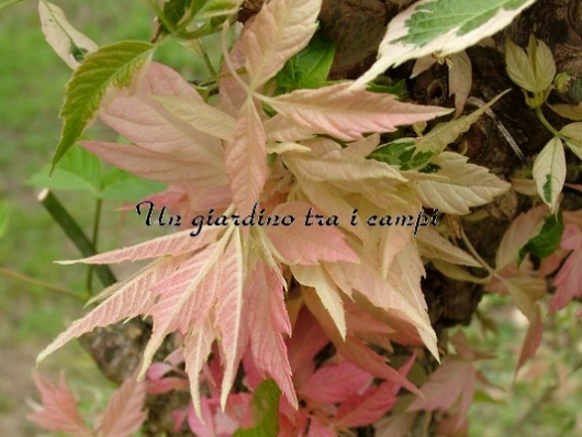 Acer negundo "Flamingo"