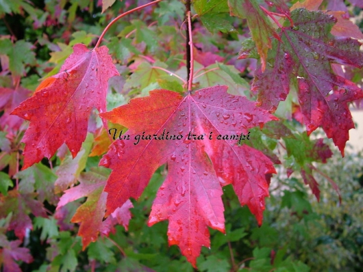 Acer XFreemanii "Autumn Blaze"