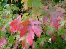 Acer XFreemanii "Autumn Blaze"