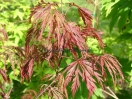 Acer palmatum "Dissectum Garnet"