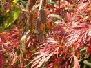 Acer palmatum "Dissectum Garnet"