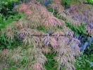 Acer palmatum "Dissectum Garnet"