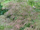 Acer palmatum "Dissectum Garnet"