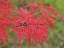 Acer palmatum "Dissectum Garnet"