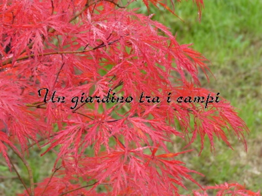 Acer palmatum "Dissectum Garnet"