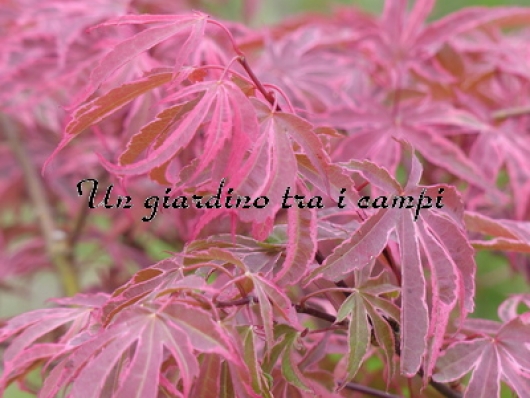 Acer palmatum "Geisha Gone's Wild"