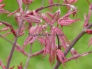 Acer palmatum "Geisha Gone's Wild"