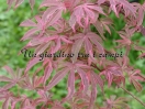 Acer palmatum "Geisha Gone's Wild"