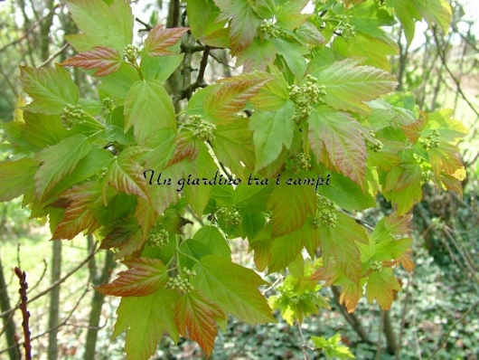 Acer ginnala