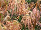 Acer palmatum "Goshiki shidare"