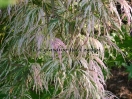 Acer palmatum "Goshiki shidare"