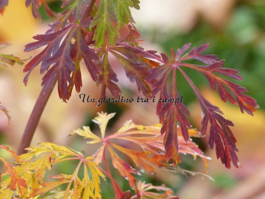 Acer japonicum "Green Cascade"