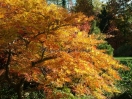 Acer palmatum "Green globe"