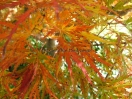 Acer palmatum "Green globe"