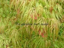 Acer palmatum "Green globe"