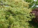 Acer palmatum "Green globe"