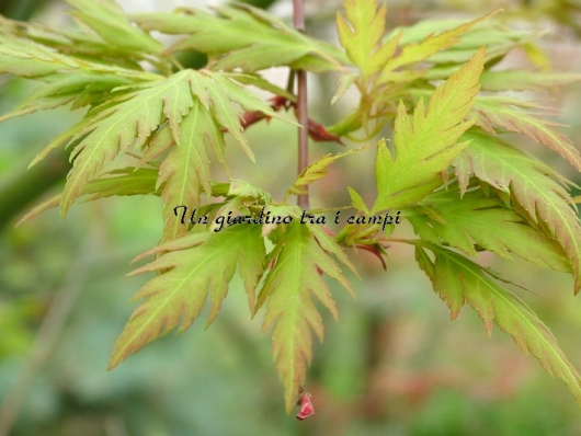 Acer palmatum "Hagoromo"