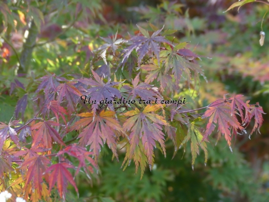 Acer palmatum "Harusame"