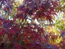 Acer palmatum "Harusame"