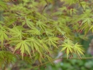 Acer palmatum "Harusame"