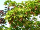 Acer palmatum "Heptalobum"