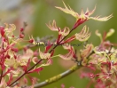 Acer palmatum "Higasa yama"