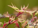 Acer palmatum "Higasa yama"