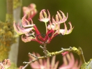 Acer palmatum "Higasa yama"