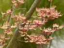 Acer palmatum "Higasa yama"