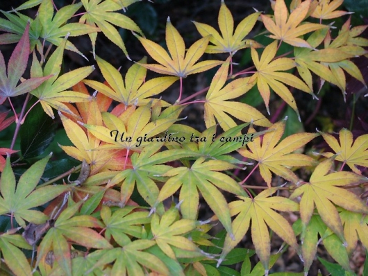 Acer palmatum "Hinode nishiki"