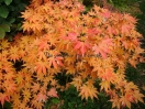 Acer palmatum "Hinode nishiki"