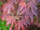 Acer palmatum "Hinode nishiki"