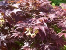 Acer palmatum "Hinode nishiki"