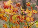 Acer palmatum "Hohgyoku"