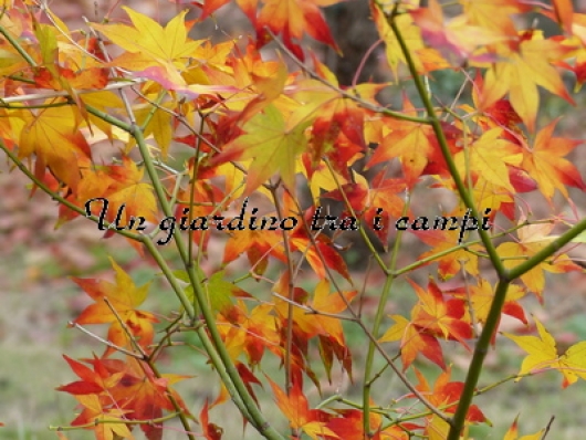 Acer palmatum "Hohgyoku"