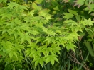 Acer palmatum "Hohgyoku"