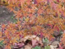 Acer palmatum "Hoshi Kuzu"