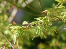 Acer palmatum "Hoshi Kuzu"