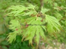 Acer palmatum "Hiryuh"