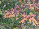 Acer palmatum "Hiryuh"