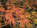 Acer palmatum "Hiryuh"