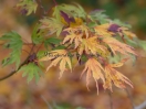 Acer palmatum "Hiryuh"