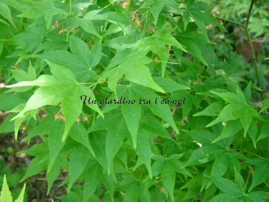 Acer palmatum "Ichigyohji"