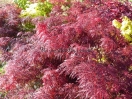 Acer palmatum "Inaba shidare"