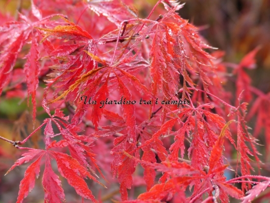 Acer palmatum "Inaba shidare"