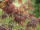 Acer palmatum "Inaba shidare"