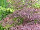 Acer palmatum "Inaba shidare"