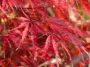 Acer palmatum "Inaba shidare"